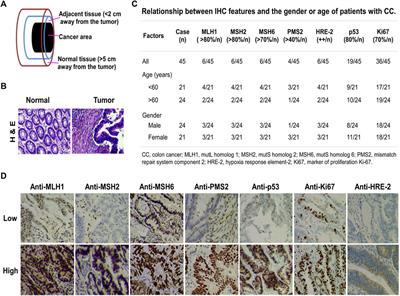 MiR-372-3p Functions as a Tumor Suppressor in Colon Cancer by Targeting MAP3K2